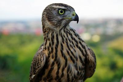 Более 20 видов редких птиц поселятся в "Сочи Парке"
